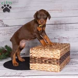 Janae, Doberman Pinscher Puppy